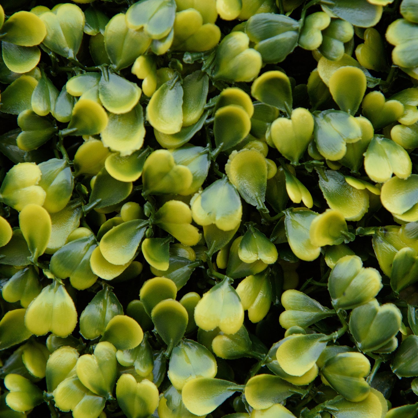 12PCS Artificial Boxwood Wall Panels 50cm x 50cm Grass Privacy Fence Screen Faux Hedge Greenery Backdrop Encrypted Milan Gras